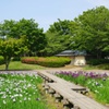 観桜苑の菖蒲園