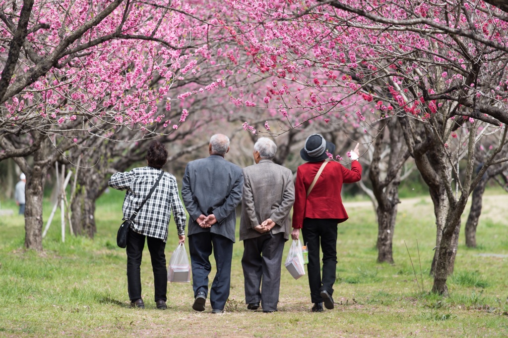 桃の花のトンネルと微笑ましい二組の老夫婦