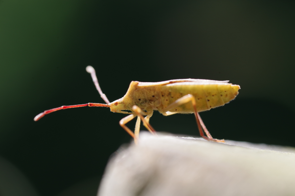 触角を太陽にかざしてみれば ？カメムシ 等倍