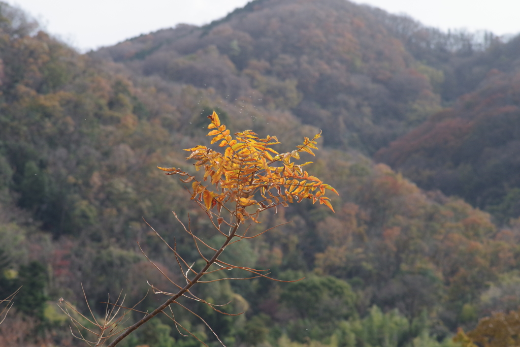 黄葉と蚊柱？