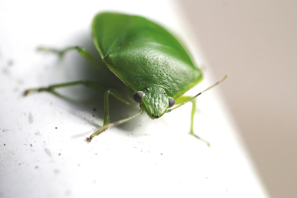 まだ居たツヤアオカメムシ　等倍