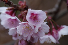 河津桜？