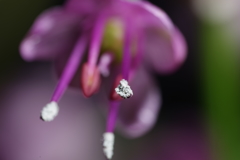 ラッキョウの花　2.4倍