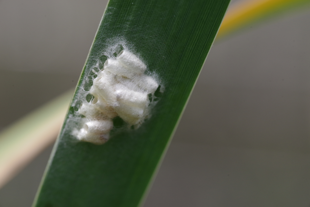 ｱｵﾑｼｺﾏﾕﾊﾞﾁの繭？　等倍