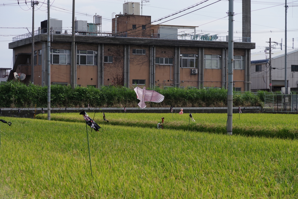 鷹の案山子