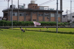 鷹の案山子