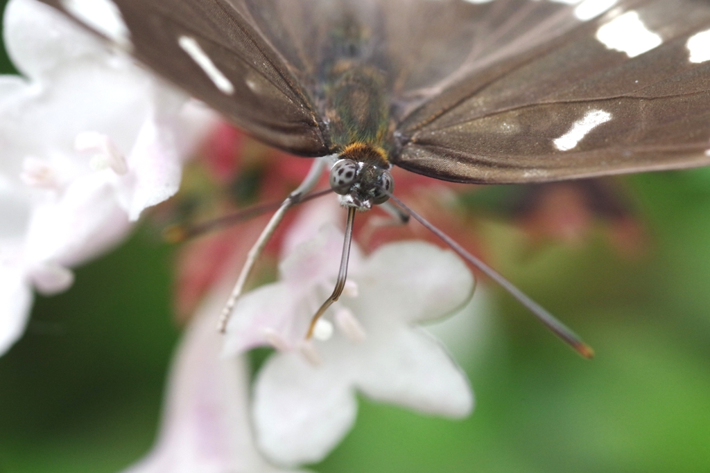 イチモンジチョウの舌 等倍
