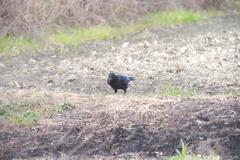 柿を食べるカラス