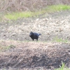 柿を食べるカラス