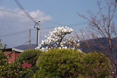 モクレンは開花直前が一番白くて綺麗