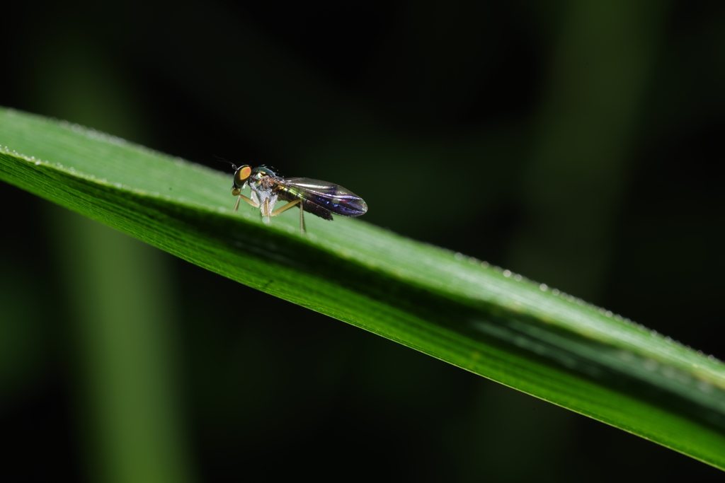 宇宙からの使者？ ﾔﾏﾄﾏﾀﾞﾗｱｼﾅｶﾞﾊﾞｴ　等倍