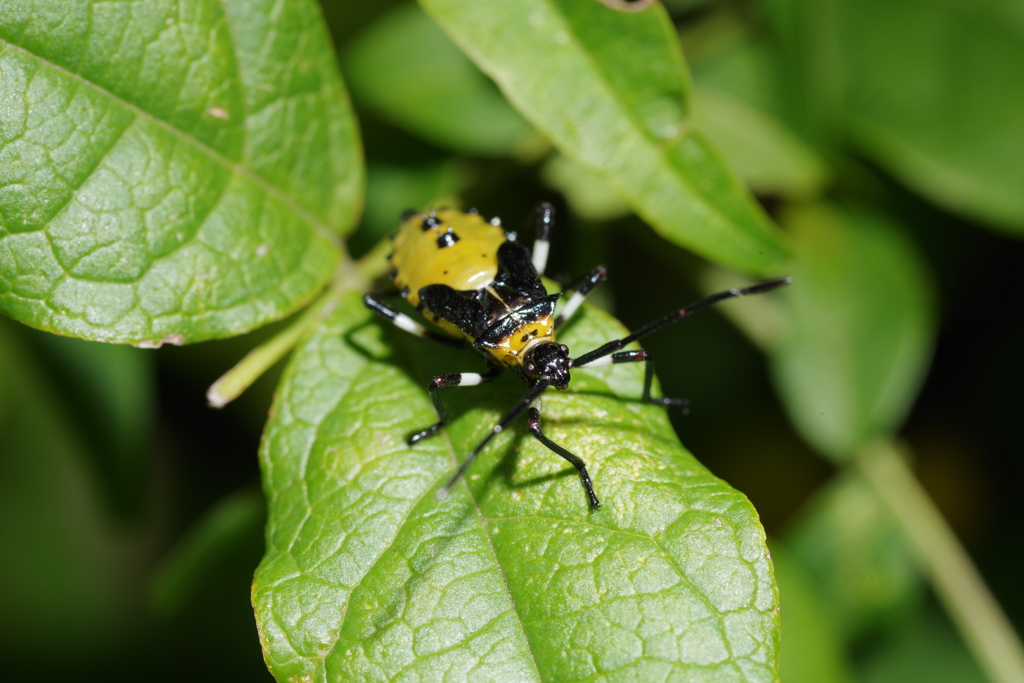 キバラヘリカメムシの幼虫　等倍