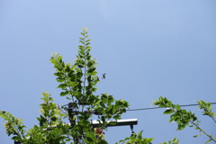 羽を撮りたかった タマムシ