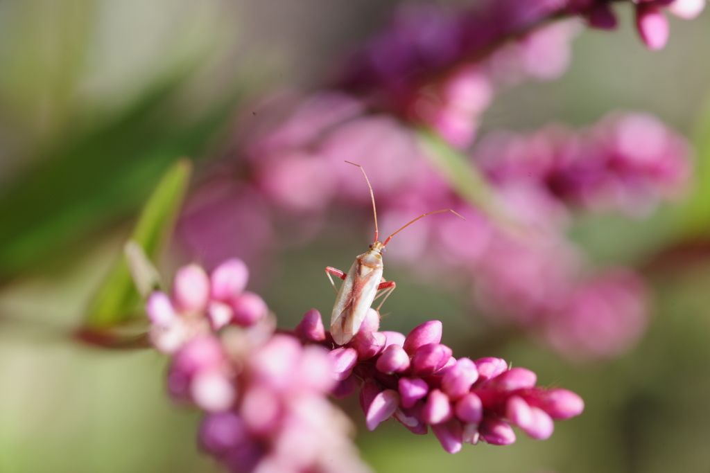 アカスジカスミカメムシ　等倍