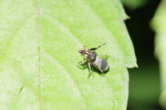 アリを食べるアオオビハエトリ 等倍