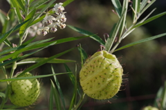 フウセントウワタ 花と実？