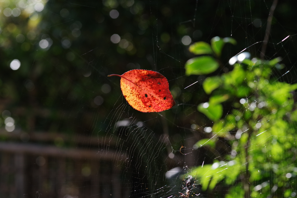 たまにはこのような紅葉も