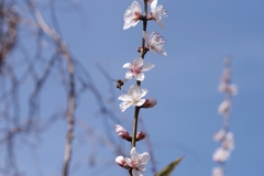 春と虫を求めてうろうろ　桃と蜜蜂