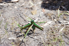 飛び立つタマムシ