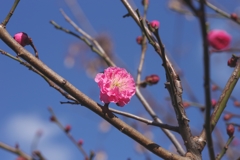 青空に映える紅梅