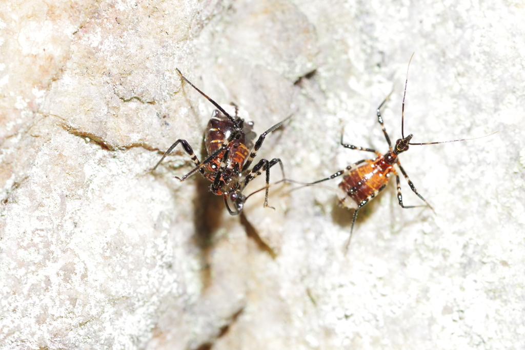 多分蟻を背負ったハリサシガネカメムシの幼虫が大きくなった？ 等倍I