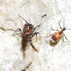 多分蟻を背負ったハリサシガネカメムシの幼虫が大きくなった？ 等倍I