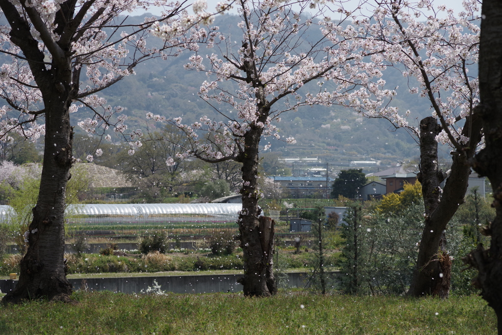 一陣の風　桜吹雪