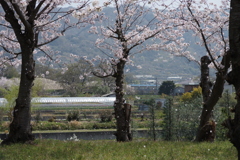 一陣の風　桜吹雪
