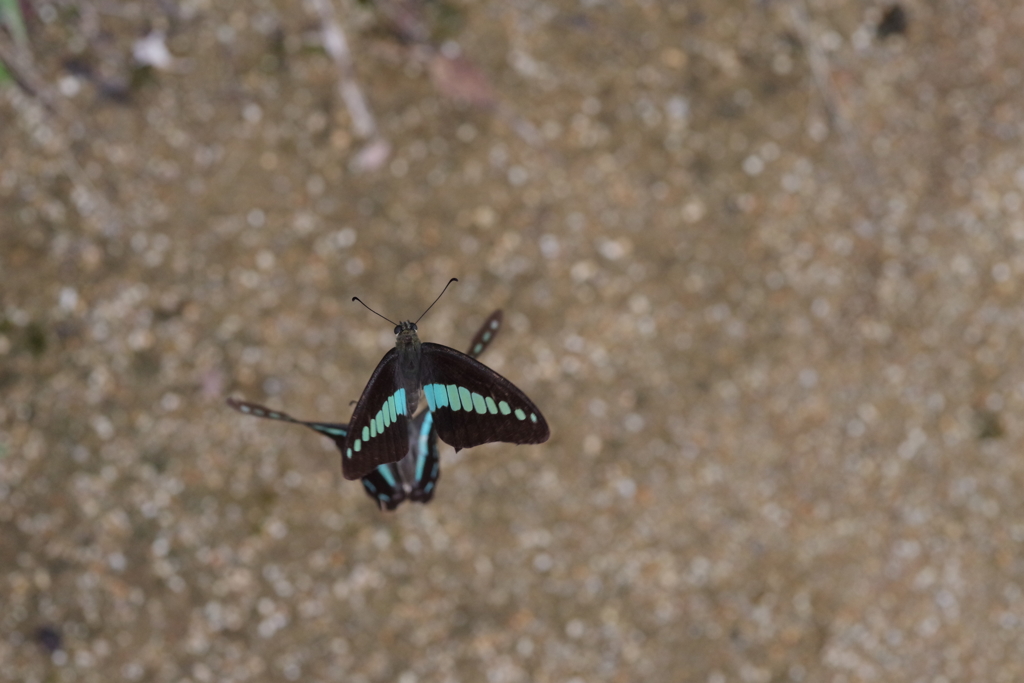 足元でイチャツクアオスジアゲハ