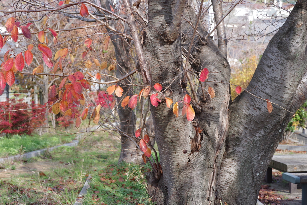 近場の紅葉