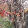 近場の紅葉