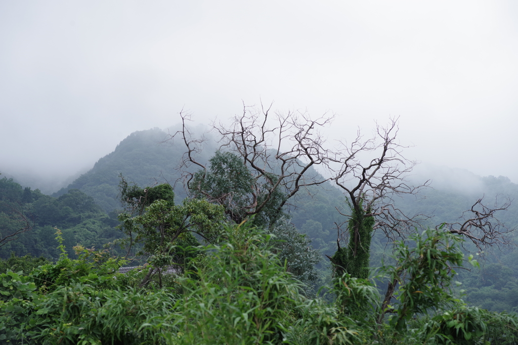 梅雨空の枯れ木