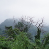 梅雨空の枯れ木