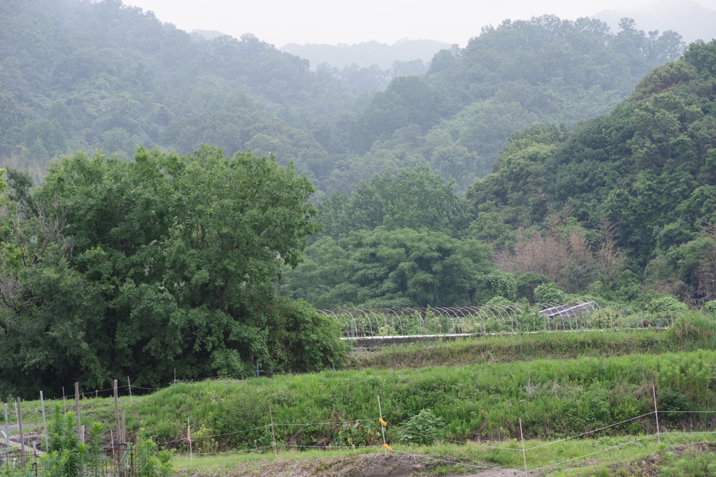 梅雨時の里山