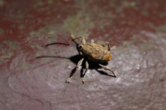 ゾウムシの一種 等倍