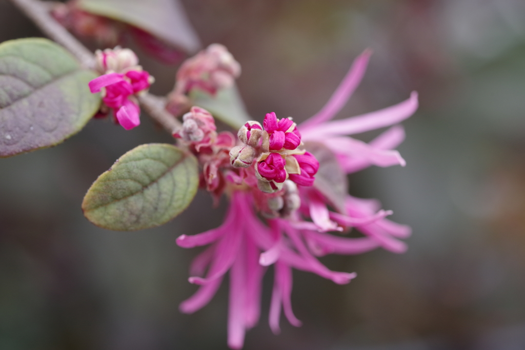 ベニバナトキワマンサク