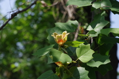 上から撮りたいユリノキの花