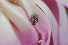 ハスの花で何かを捕まえたネコハエトリ？ 等倍