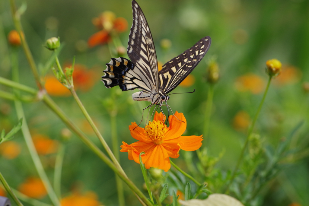 キバナコスモスとアゲハ
