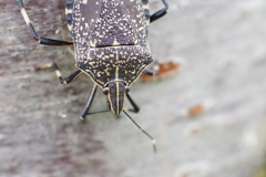キマダラカメムシ　成虫　等倍