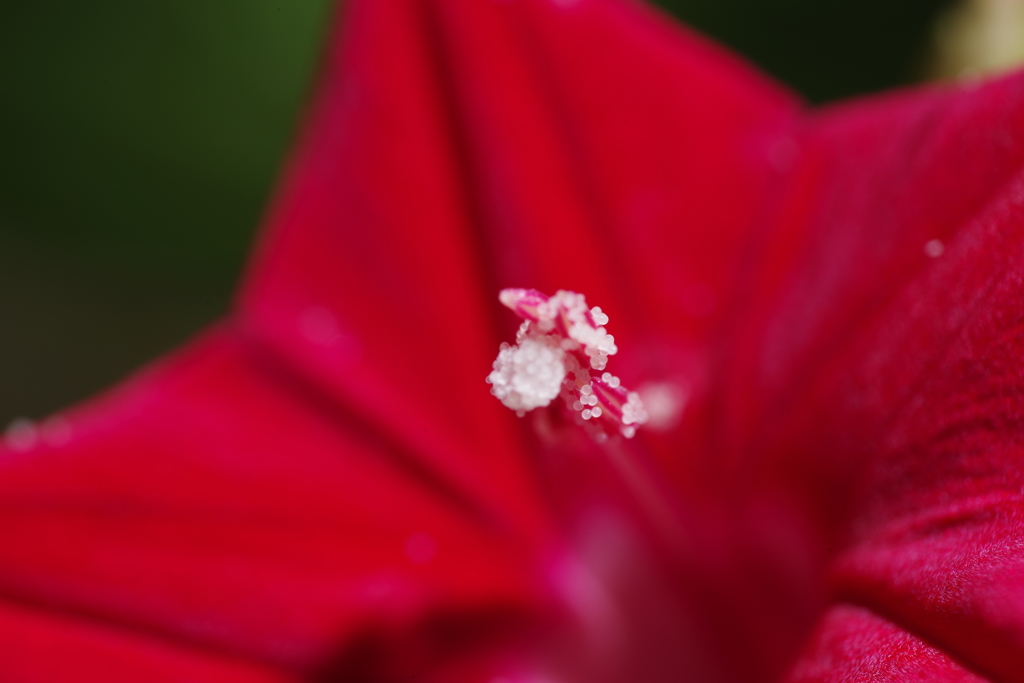 ルコウソウの花粉2.4倍