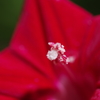 ルコウソウの花粉2.4倍