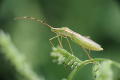 オオクモヘリカメムシ?　等倍
