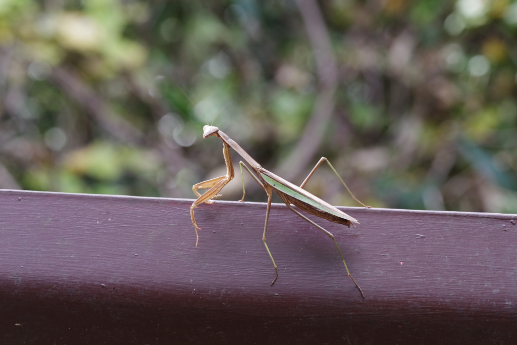 年老いた虚ろな目のカマキリ