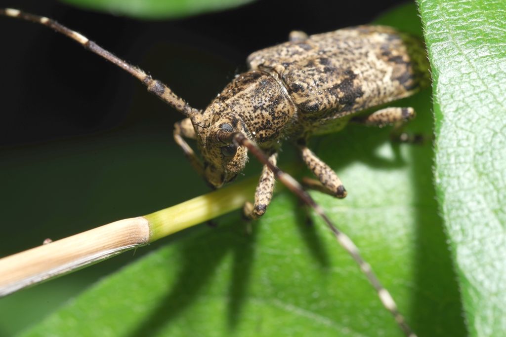 ナガゴマフカミキリ？ 等倍