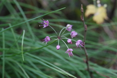 ラッキョウの花