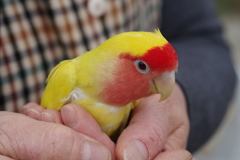 インコのピーちゃん