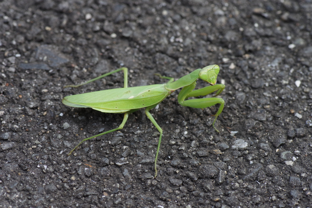 ハラビロカマキリ？