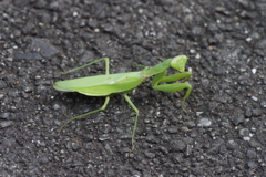 ハラビロカマキリ？