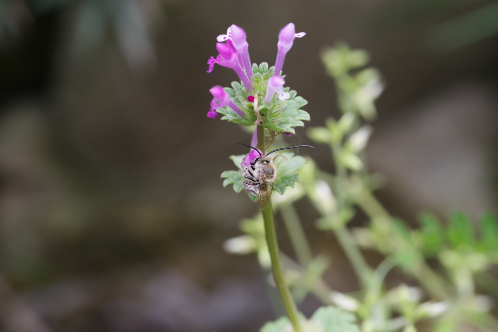 ミツバチを狙っている蜘